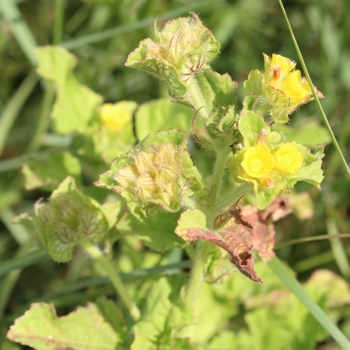 Malachra capitata (L.) L.